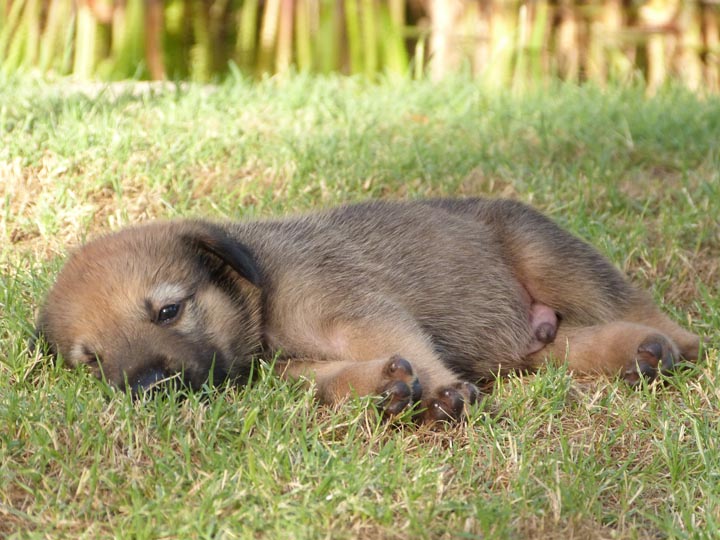 chinook dog